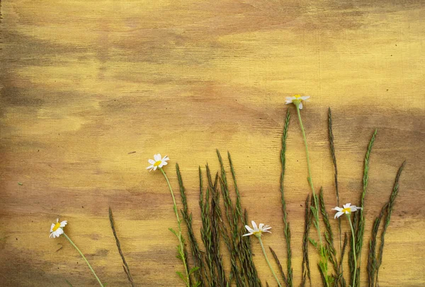 Chamomile Grass Wooden Background Brown Yellow Close — Stock Photo, Image