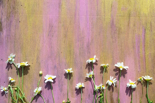 Kamille Auf Einem Hölzernen Hintergrund Von Rosa Farbe Nahaufnahme — Stockfoto