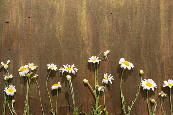 Chamomile Wooden Background Brown Color Close — Stock Photo, Image