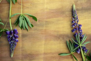 Açık ahşap zemin üzerinde mavi lupinler kahverengi ve bronz yakın plan.