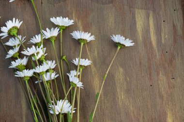 Ahşap arka planda papatya çayı Kahverengi ve bronz yakın plan.
