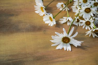 Ahşap arka planda papatya çayı Kahverengi ve bronz yakın plan.