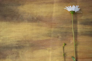 Ahşap arka planda papatya çayı Kahverengi ve bronz yakın plan.