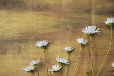 Ahşap arka planda papatya çayı Kahverengi ve bronz yakın plan.