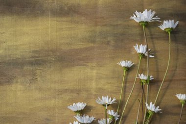 Ahşap arka planda papatya çayı Kahverengi ve bronz yakın plan.