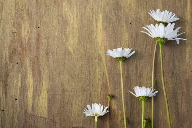 Ahşap arka planda papatya çayı Kahverengi ve bronz yakın plan.