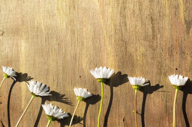 Ahşap arka planda papatya çayı Kahverengi ve bronz yakın plan.