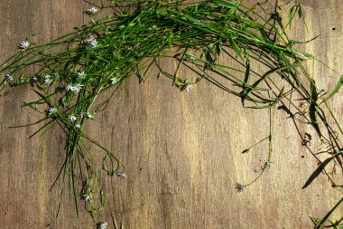 Arazi yeşili çiçekler, ahşap bir arka planda..