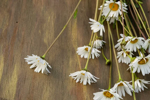 Chamomile Wooden Background Brown Bronze Color Close — Stock Photo, Image