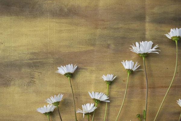 Ahşap arka planda papatya çayı Kahverengi ve bronz yakın plan.