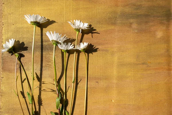 Ahşap arka planda papatya çayı Kahverengi ve bronz yakın plan.