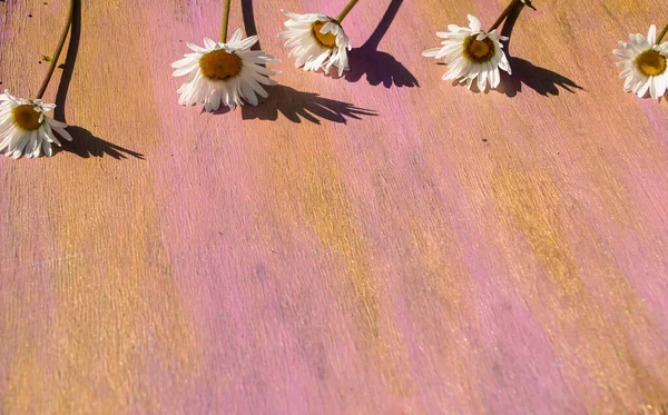 Ahşap arka planda papatya çayı. Pembe ve sarı yakın plan..