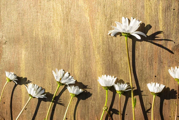 Ahşap arka planda papatya çayı Kahverengi ve bronz yakın plan.
