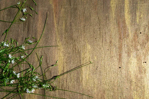 Feldgrüne Blumen Nahaufnahme Auf Einem Hölzernen Hintergrund — Stockfoto