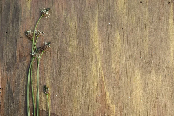 Feldgrüne Blumen Nahaufnahme Auf Einem Hölzernen Hintergrund — Stockfoto