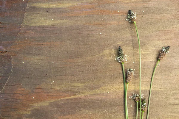 Feldgrüne Blumen Nahaufnahme Auf Einem Hölzernen Hintergrund — Stockfoto