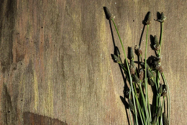 Campo Flores Verdes Close Fundo Madeira — Fotografia de Stock