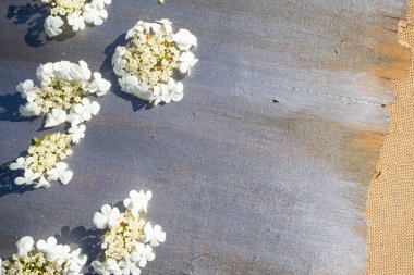 Gri arkaplanda beyaz narin çiçekler..