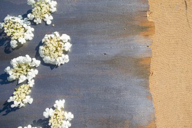 Gri arkaplanda beyaz narin çiçekler..