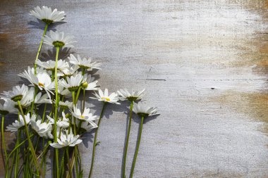 Ahşap bir arka planda papatyalar.