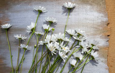 Ahşap bir arka planda papatyalar.