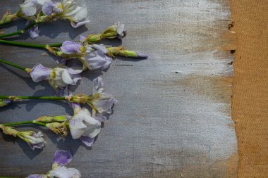 Beyaz arka planda güzel çiçekler