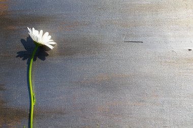 Ahşap arka planda beyaz papatya çayı