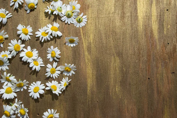 Tahta arka planda beyaz papatyalar