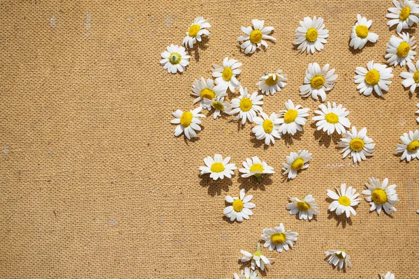 beyaz zemin üzerinde papatya çiçeği