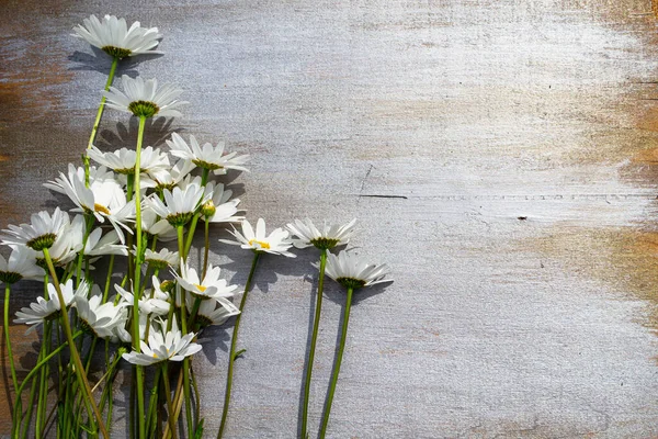 Ahşap bir arka planda papatyalar.