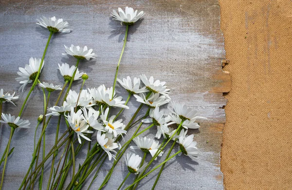 Daisies Wooden Gray Background — Stock Photo, Image