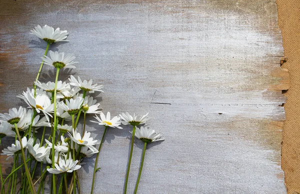 Daisies Wooden Gray Background — Stock Photo, Image