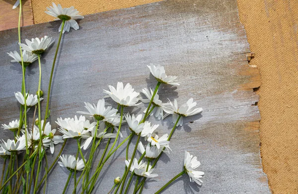 Margrieten Een Houten Grijze Achtergrond — Stockfoto