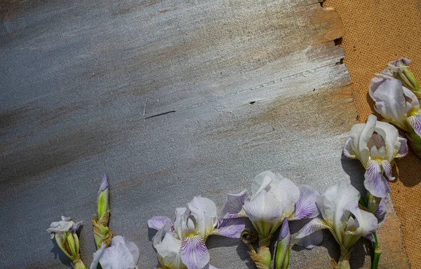 Schöne Blumen Auf Einem Hölzernen Hintergrund — Stockfoto