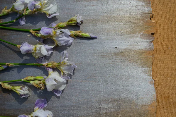 Beyaz arka planda güzel çiçekler