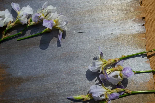 Bir demet bahar çiçeği, zambak dalı..