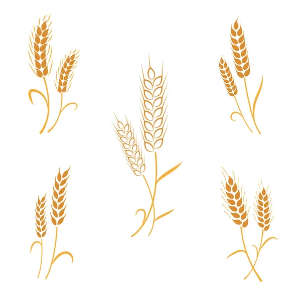 Набір Колосків Пшениці Збірка Векторних Колосків — стоковий вектор