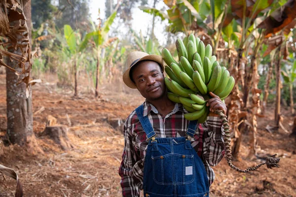 농원에 아프리카 농부가 바나나를 했습니다 — 스톡 사진