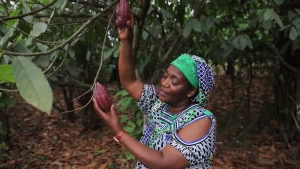 Agricoltore Africano Sulla Sua Piantagione Esamina Due Baccelli Cacao Durante — Video Stock