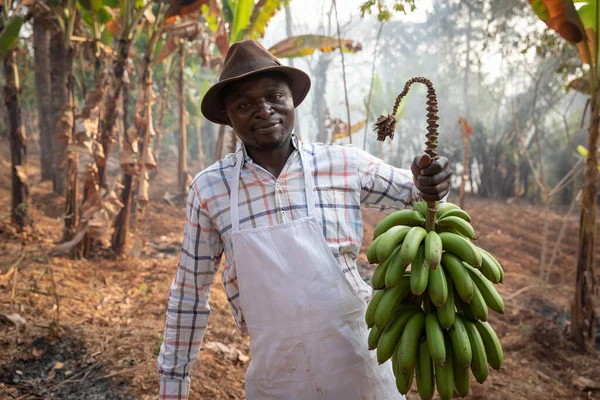 바나나 다발을 가지고 아프리카의한 농부는 농장에서 바나나를 가지고 — 스톡 사진