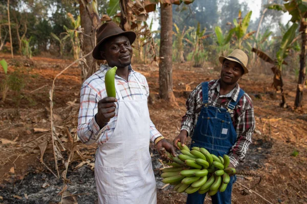 Zwei Afrikanische Bauern Auf Bananenplantage Bauer Hält Bananenstrauß Der Hand — Stockfoto
