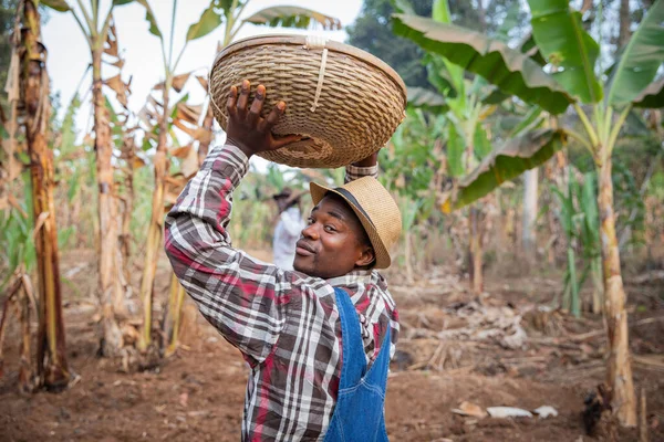 Afrikai Farmer Egy Kosár Gabonával Sétál Ültetvényén Farmer Munkahelyén — Stock Fotó