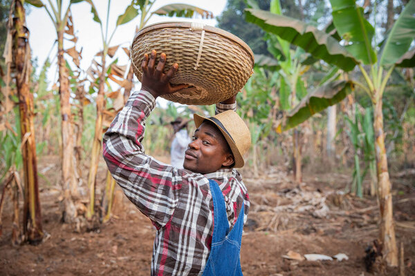 African farmer with a basket of crops walks in his plantation, farmer at work