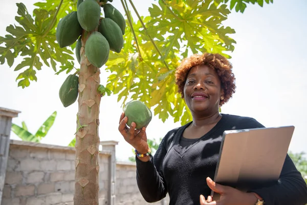 Afrykański Rolnik Plantacji Papai Owocami Ręku Tabletką Kontroli Produkcji — Zdjęcie stockowe