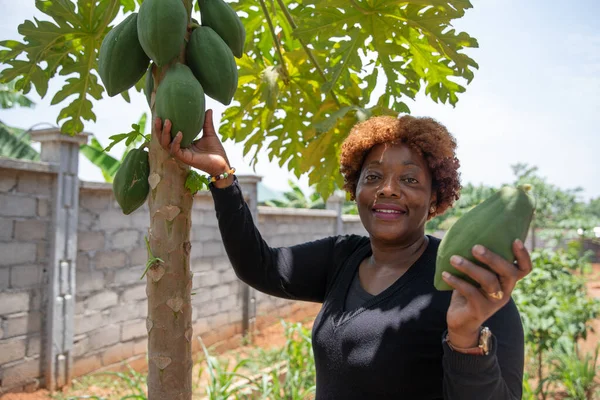 Bir Papaya yetiştiricisi elinde tarlasından bir meyve tutar, iş yerinde çalışan Afrikalı bir kadın.