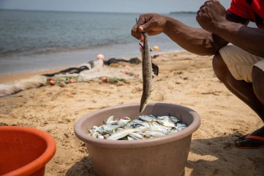 Bir balıkçının balık avlama seansından sonra yakaladığı balık kovasından balık tutarken yakın plan çekilmiş.