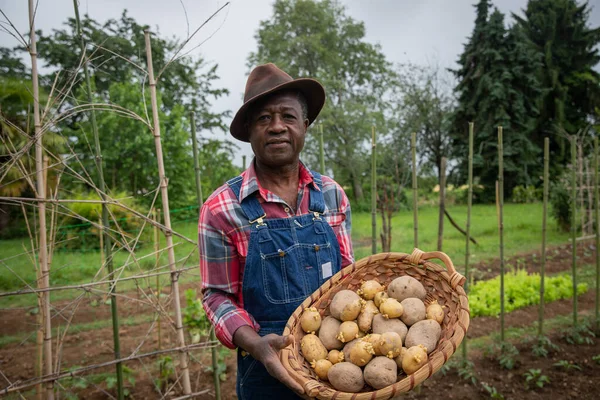 Tarlada bir sepet taze biçilmiş patatesle bir çiftçi, tarlada hasat konsepti.