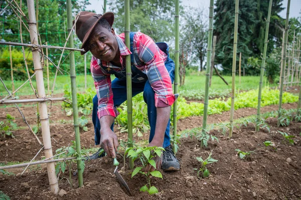 Afrikai Földműves Paradicsomot Ültet Földjén Gondozza Növényeket Földeken — Stock Fotó