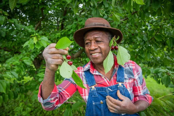 Mutlu çiftçi tarlasından kiraz topladı.
