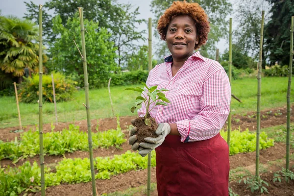 Bäuerin Hält Tomatenpflanze Zur Pflanzung Bereit Grüner Daumen — Stockfoto